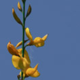 flora nel letto del fiume
